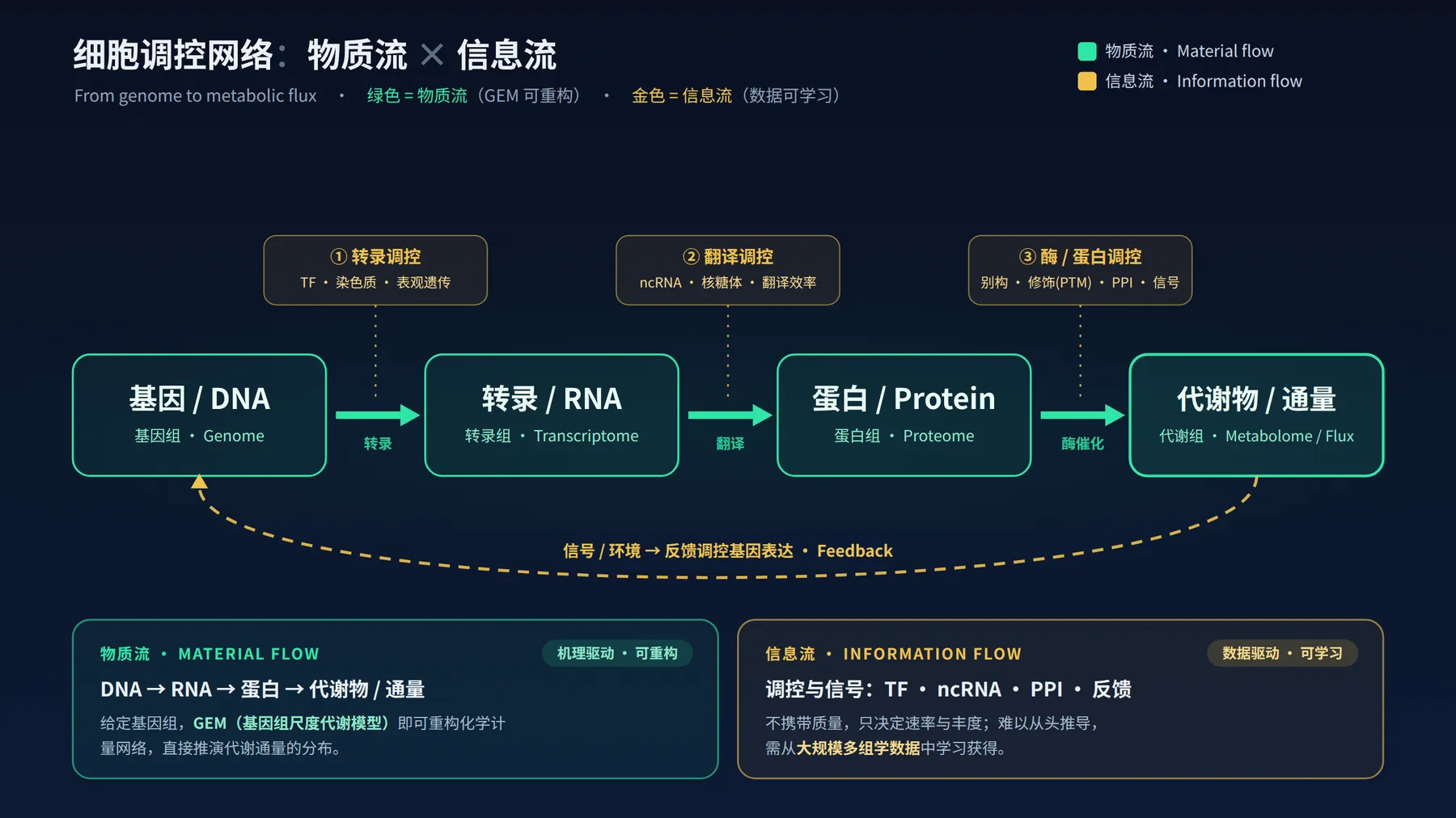 细胞调控网络：物质流与信息流